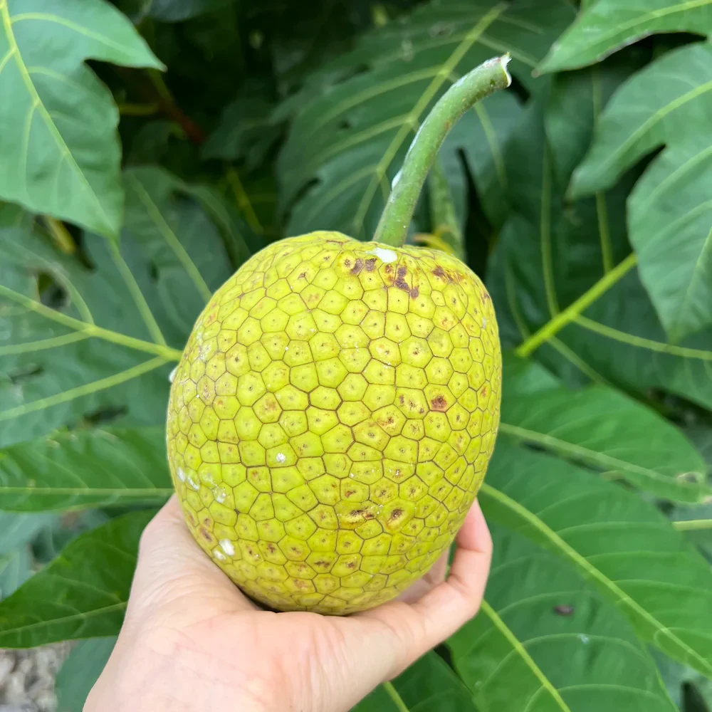 Breadfruit