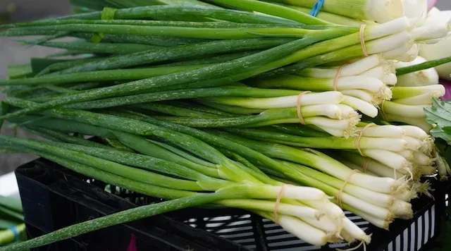Spring Onion
